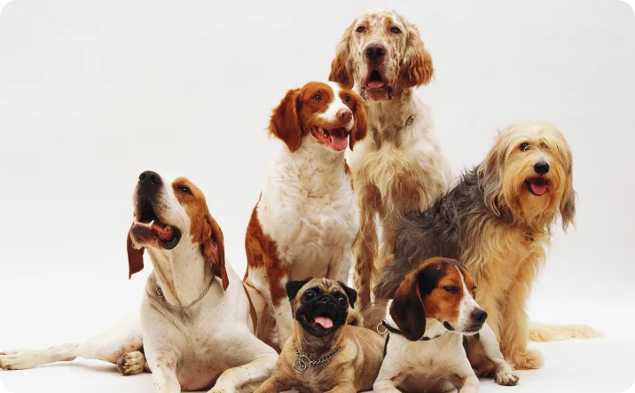 10 components that every website for a Veterinary Clinic should have