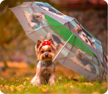 The advantages of adopting a pet over buying one.