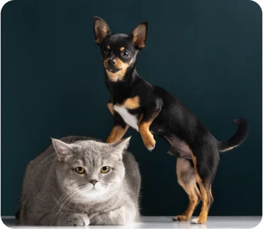 Essentials for travelling with your pet