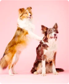 The role that diet plays in protecting pets against chronic diseases.