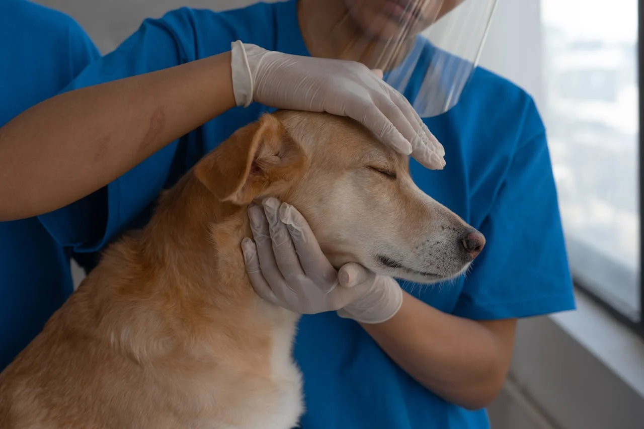 The Link Between Oral Health and Overall Pet Wellness