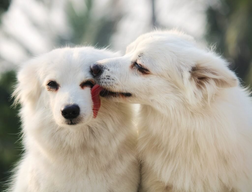 How to Introduce Your Pet to a New Companion Animal