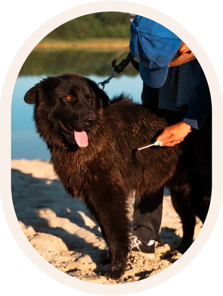 Veterinarian performing a wellness exam on a dog at Sedro-Woolley Veterinary Clinic in Sedro-Woolley, WA