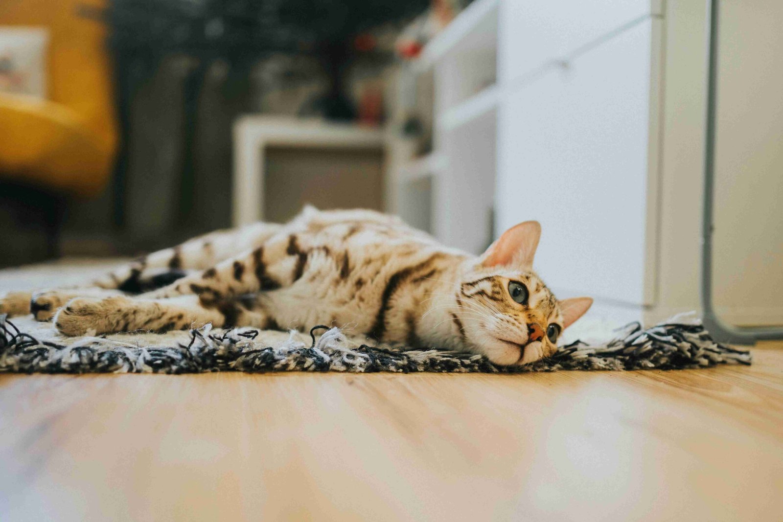 lily toxicity cats Sedro-Woolley