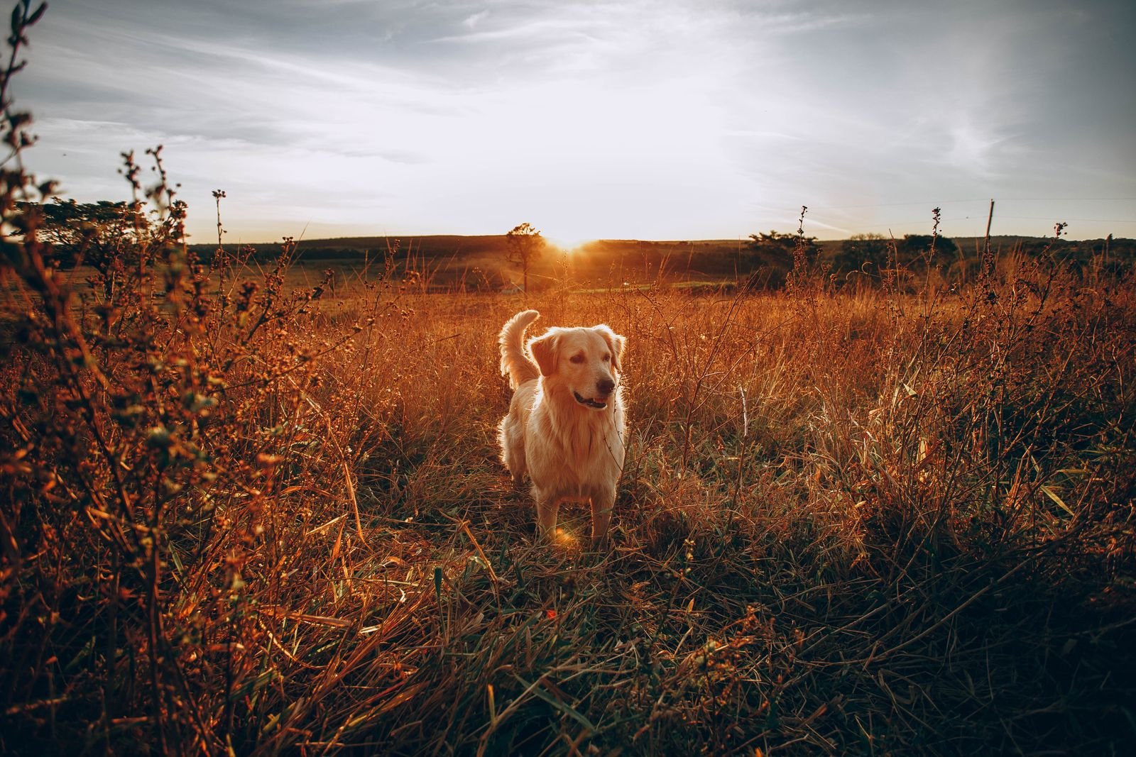 Dog exploring tall dry summer grass where foxtails and grass awns are common near Sedro-Woolley