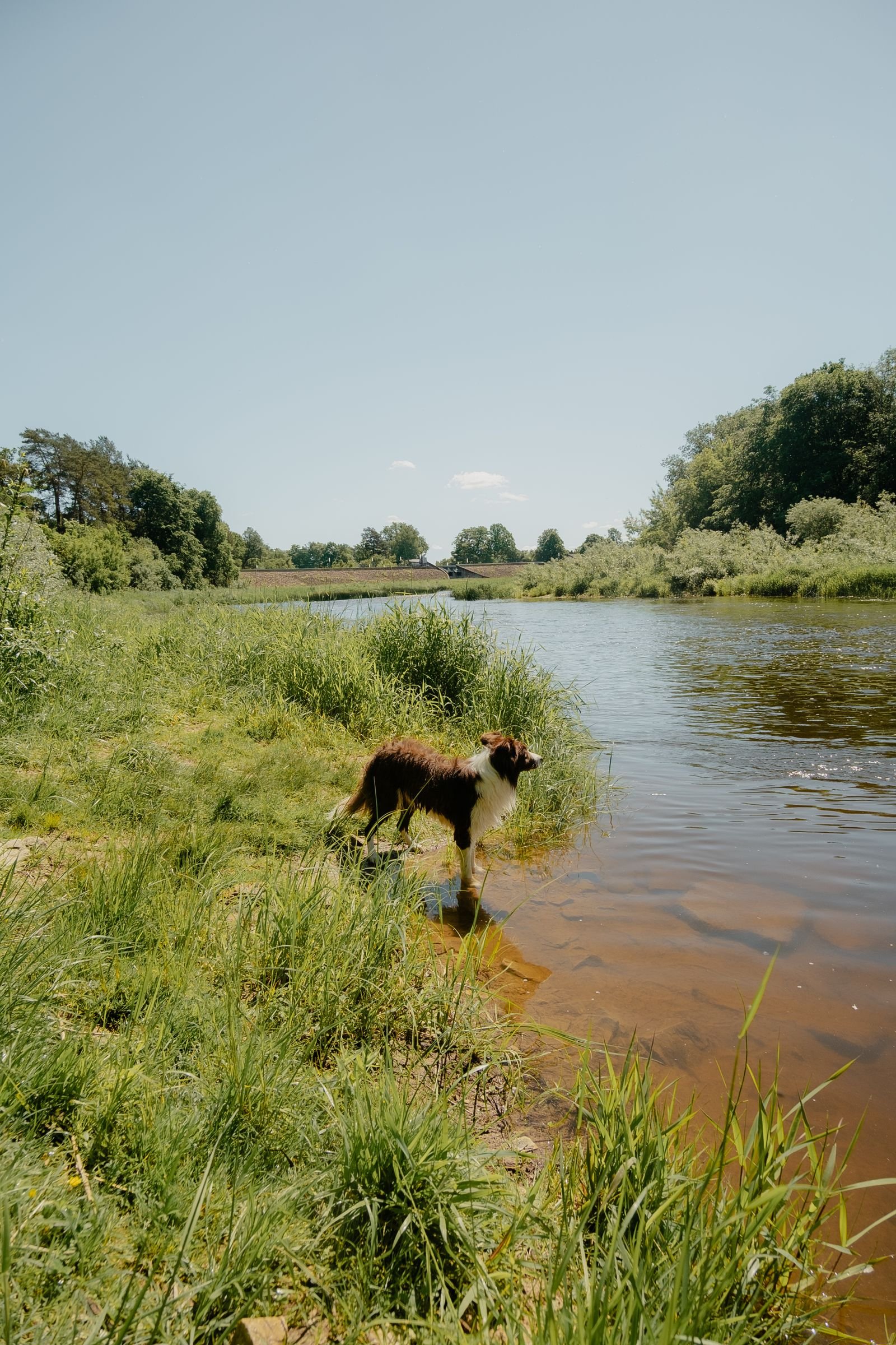 Dog exploring a riverbank in the Skagit Valley